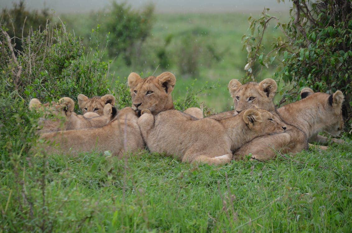 Best time to visit Maasai Mara