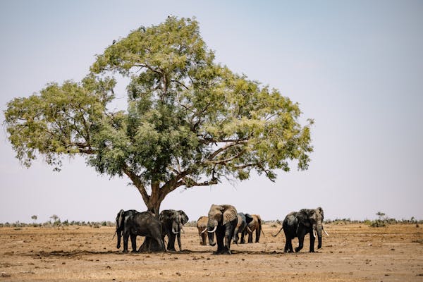 Best time to visit Kenya